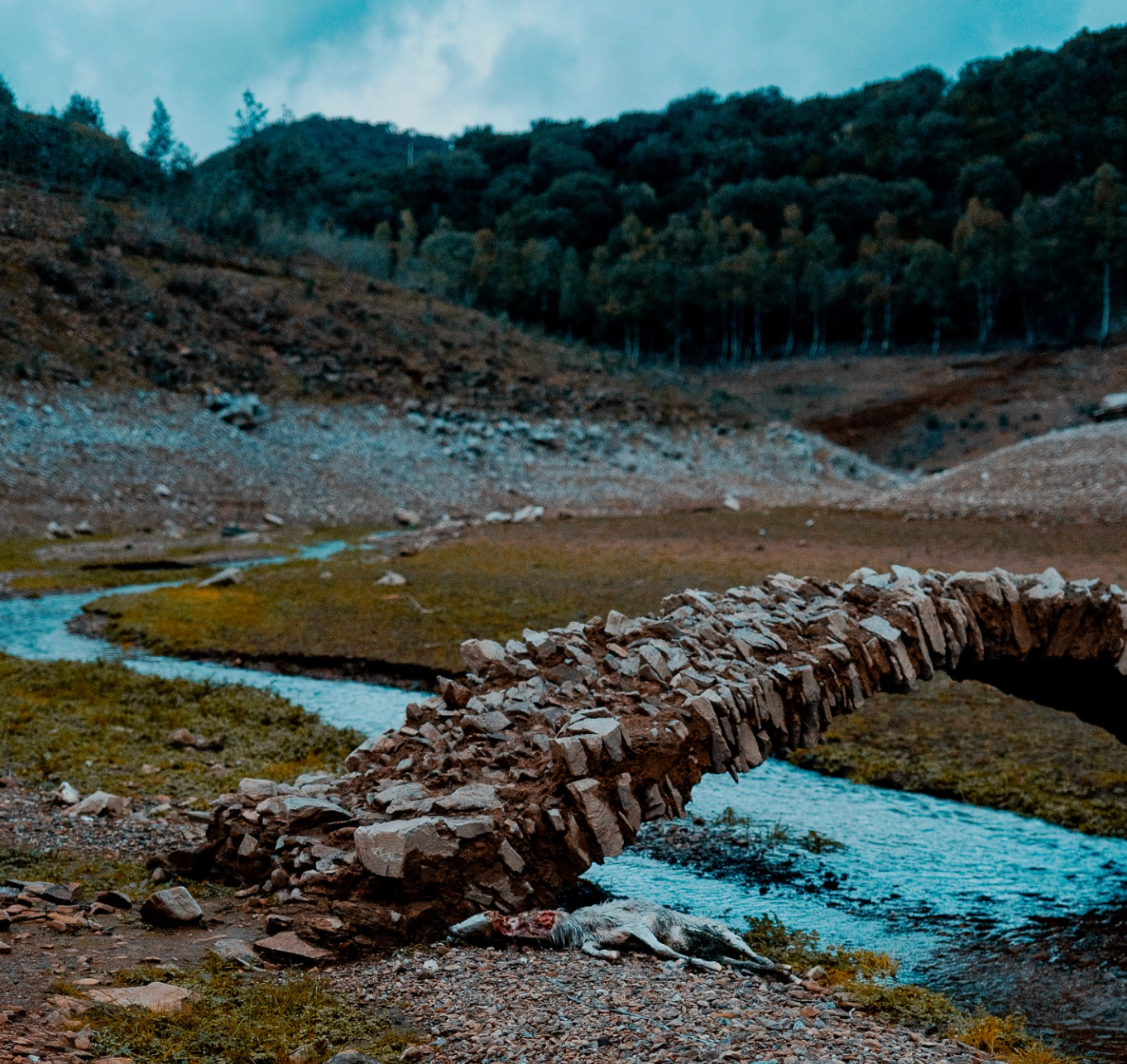 QUERCIA "MENTRE I MONSONI CURANO E SCUOTONO L'ERBA RIMASTA,"